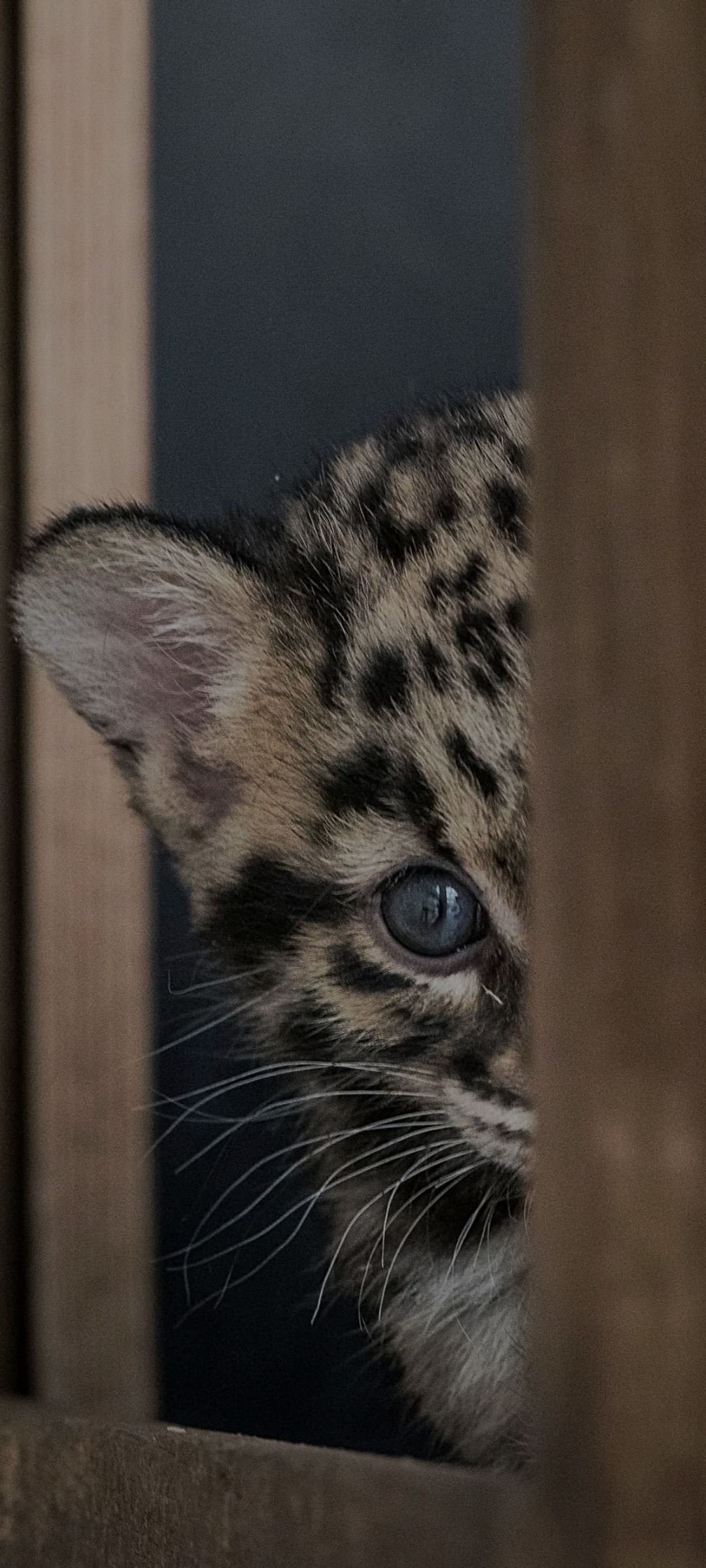 Profil de Allane, 39 ans, Trav à Ringel